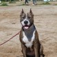 Furia american con sangre white rock, atigrada posee el gen azul, gran pedigree, muy sociable con toda clase de perros